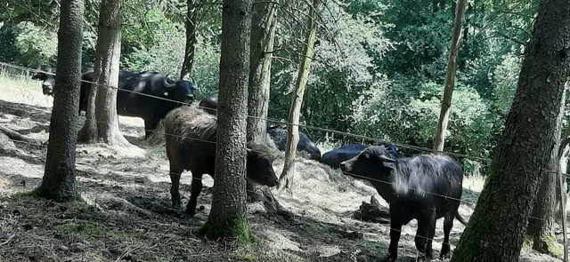 Traumschleife Kappleifelsen-Tour