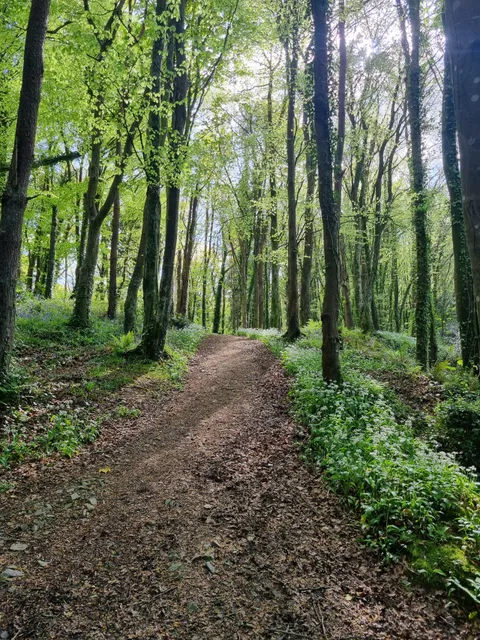 Active Tribe Courtown Woods