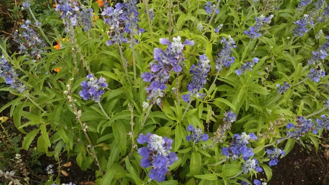 Kagohara Central Park