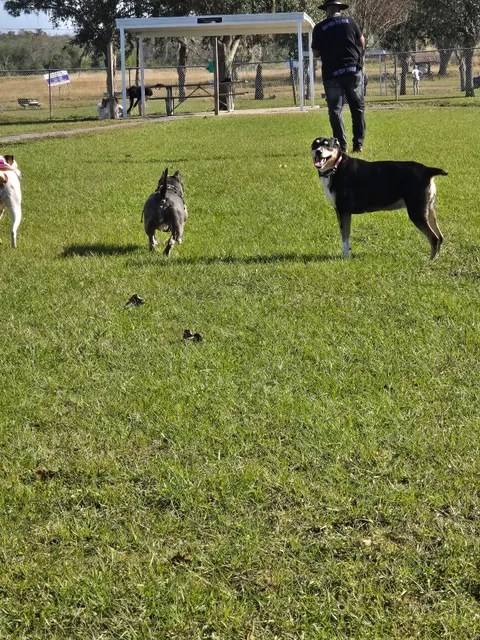 Temple Terrace Hilltop Dog Park