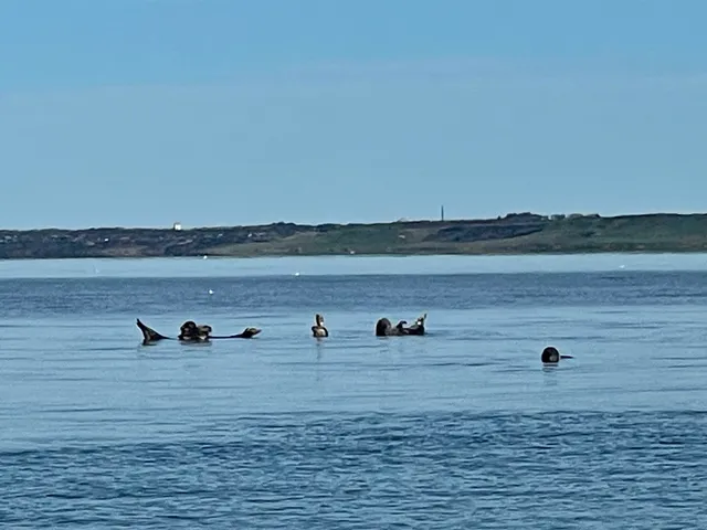 Robbensafari Treffpunkt (Jyllands Akvariet)
