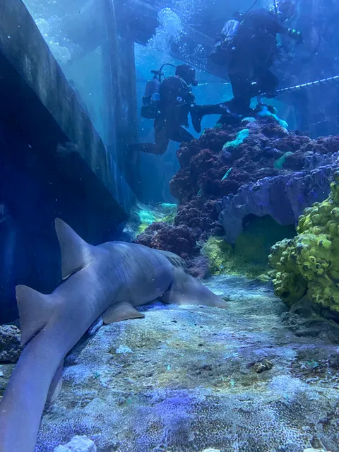 Shark Encounter