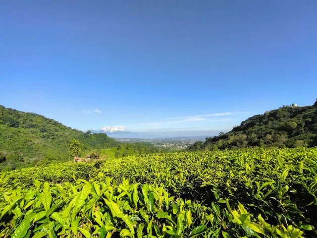 Pinus Eco Park Camping Ground