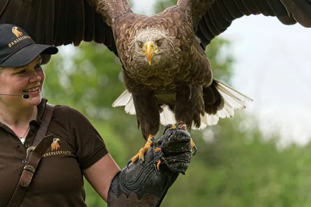 Ørnereservatet - Eagleworld