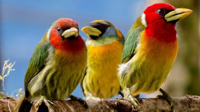 Bosque de Niebla Birding and Nature