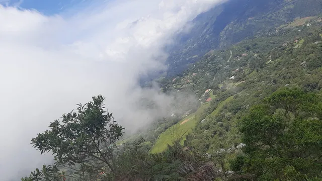 Forest Mist San Antonio