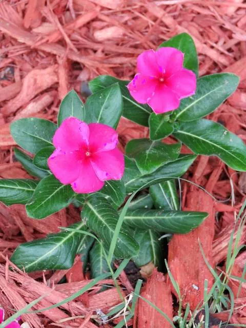 The Arboretum Dreijen ("Het Depot")