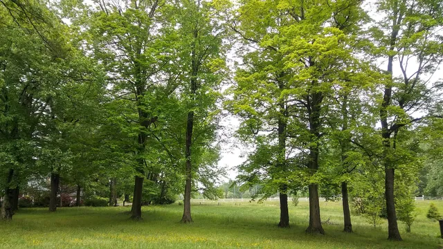 Taylor Memorial Arboretum