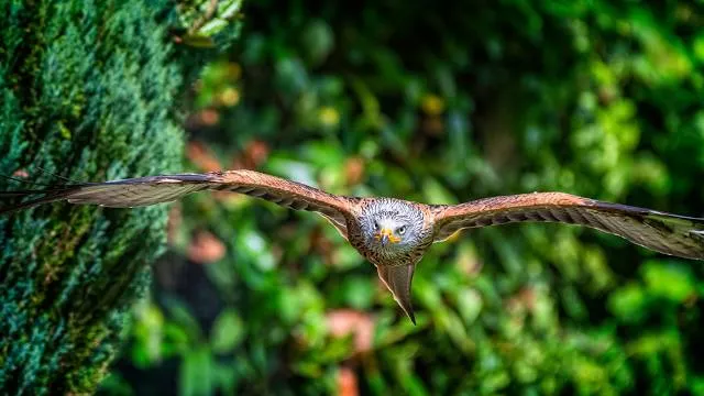 Cotswold Falconry Centre
