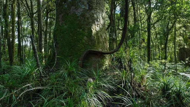 Trounson Kauri Park