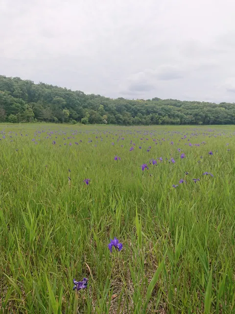 Field of Japanese Irises in Kozutsumi-nishi Pond