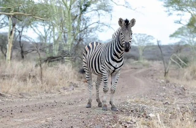 Zoofari Centro de Conservación