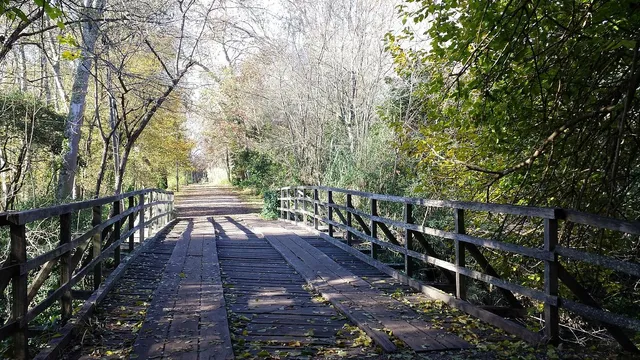 Choupal National Forest