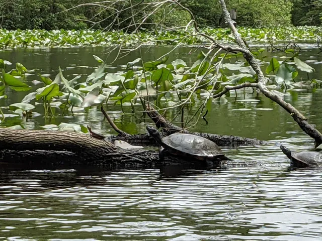 Pocomoke State Forest
