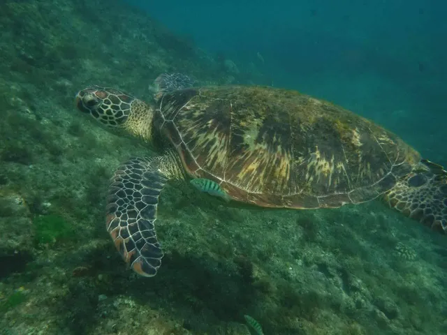 小琉球秀記浮潛snorkeling show
