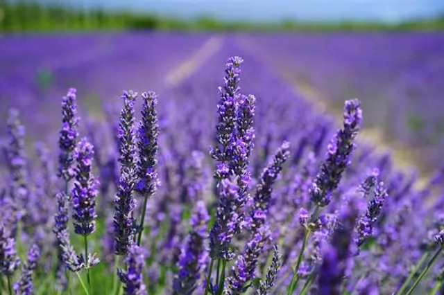 Lavender Polo Farm