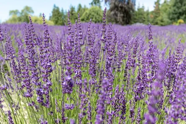 Purple Haze Lavender Farm