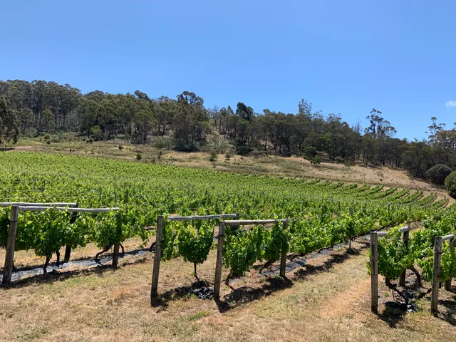 Freycinet Vineyards