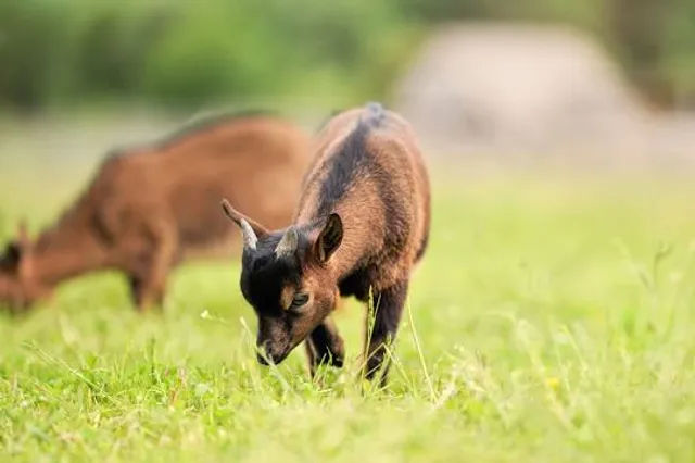 Rioja Natura Park Zoo