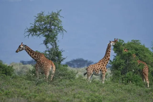 Giants of the Savanna