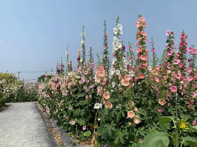 大明里蜀葵花海