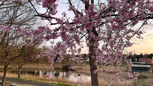 Hitachinomizube Park