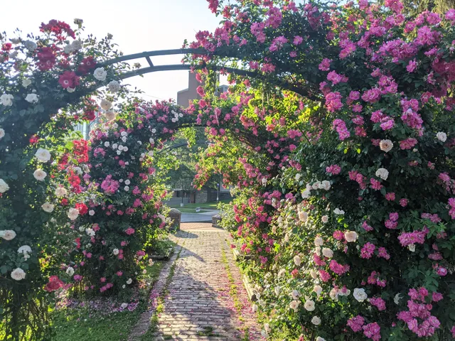 E.M. Mills Rose Garden