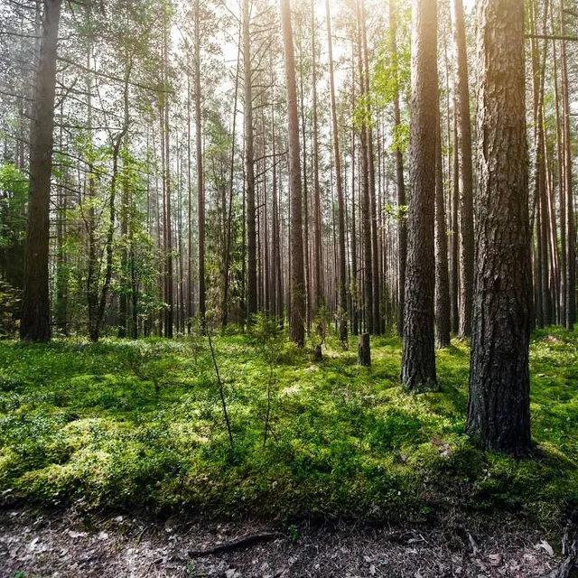Murckowski Forest Nature Reserve