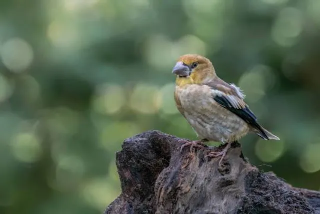 Douglas County Museum
