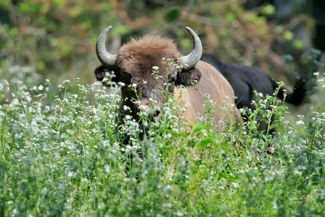 Space Wildlife Orient Forest
