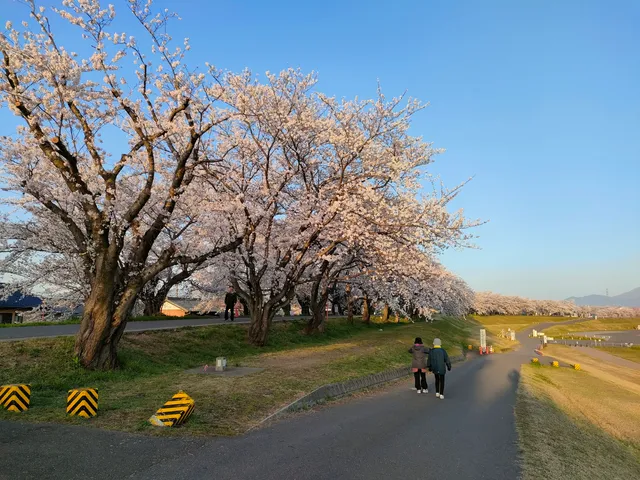 Saikawasakura Park