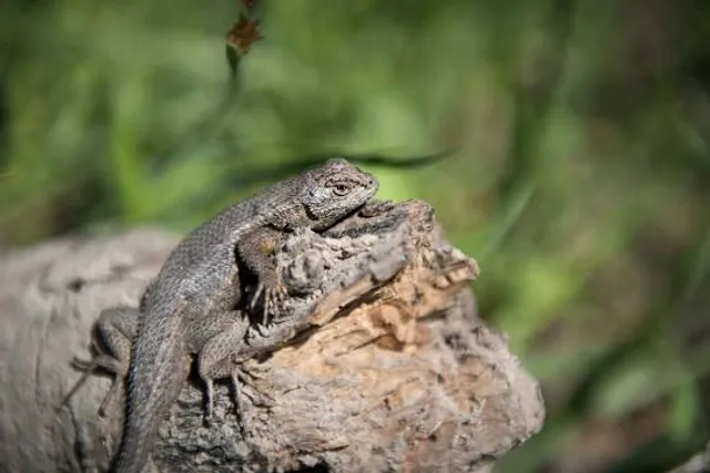 Hängesteg Hirschberg