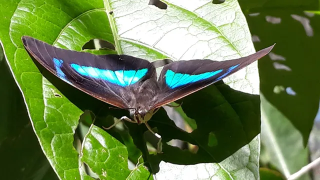 Butterfly Zoo - Mariposario of Machu Picchu