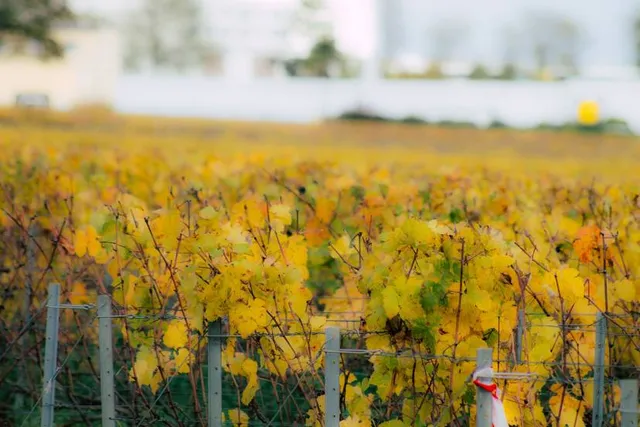 Siheung Lotus Theme Park