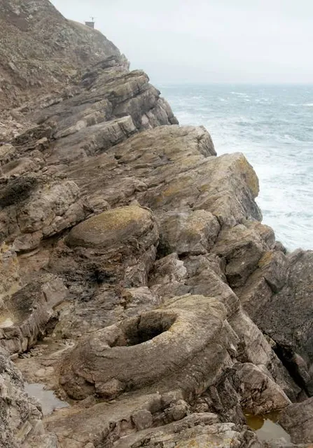 Fossil Forest, Dorset