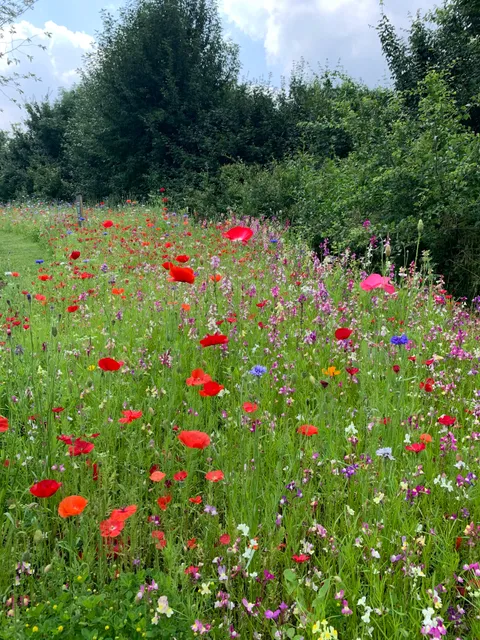 London Blossom Garden