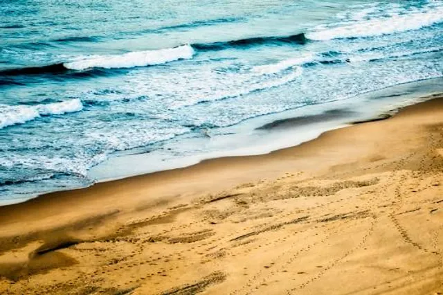 Logans Beach Whale Nursery