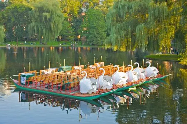 Swan Boats