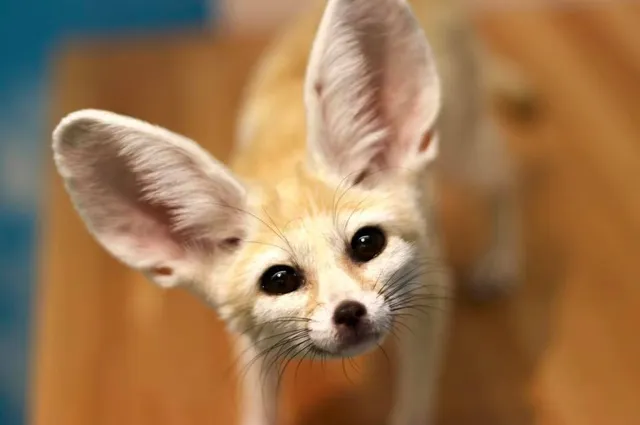 もふもふ ふれあい動物園 イオンモールつくば店