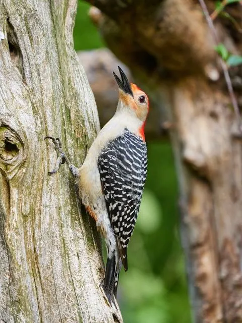 Lewis and Clark State Park