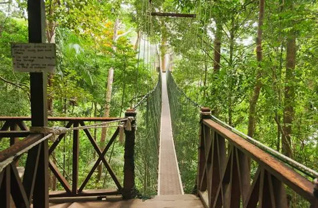 Canopy Walkway Kuala Tahan National Park