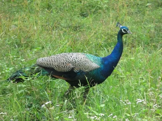 Nagarahole national park Safari