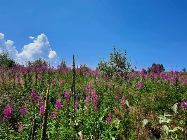 photo-2