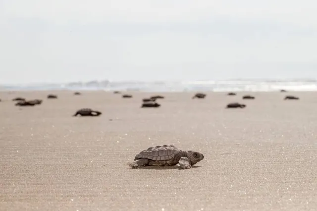 Refugio de Vida Silvestre Ostional