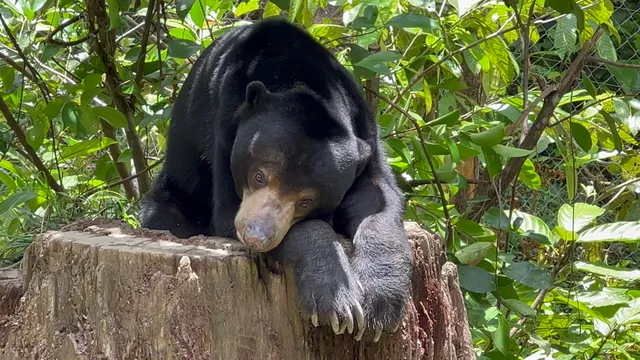 Sun Bear Conservation Centre, Sepilok