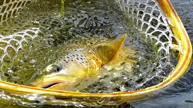 Spinner Fall Guide Service