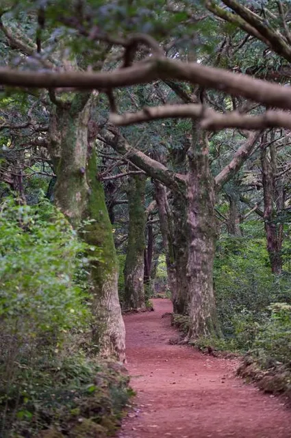 Seogwipo Forest of Healing