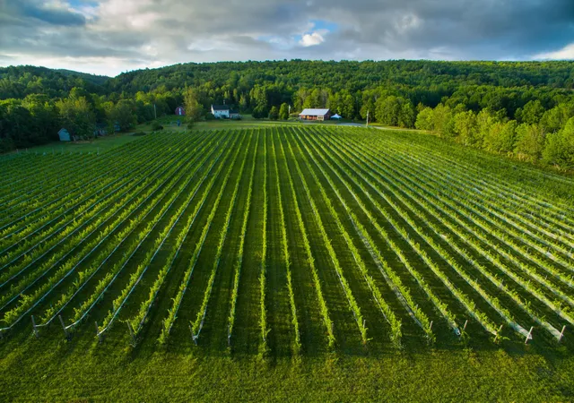 L'Acadie Vineyards