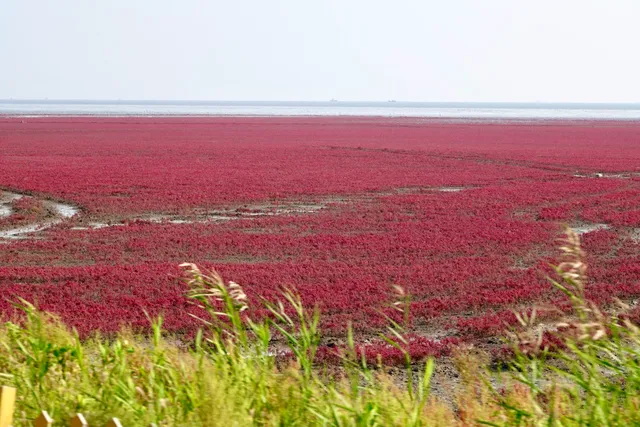 Panjin Honghaitan Scenic Area