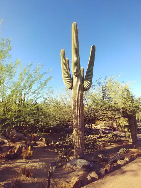 Chabad at ASU - Jewish Students, ASU Jewish Life